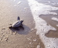 Θαλάσσιες χελώνες: Ένα σημαντικό κομμάτι της φυσικής κληρονομιάς της Μεσσηνίας